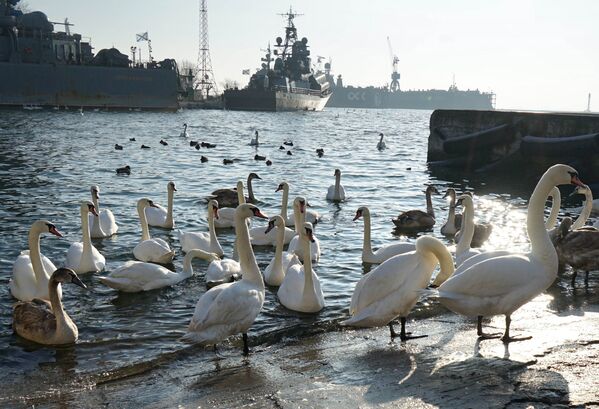 Bầy thiên nga trú đông trong bến cảng quân sự thành phố Baltiysk ở khu vực Kaliningrad - Sputnik Việt Nam