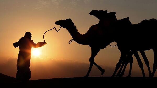 Người chăn lạc đà tại Ả Rập Saudi - Sputnik Việt Nam