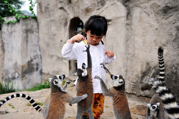Em nhỏ cho vượn cáo Lemur ăn trong công viên ở tỉnh Sơn Đông, Trung Quốc - Sputnik Việt Nam