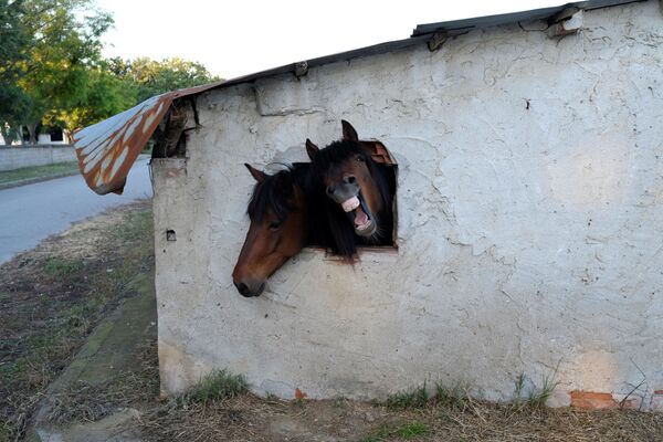 Ngựa trong cửa sổ ngôi nhà ở làng quê Hy Lạp Pontoiraklia - Sputnik Việt Nam