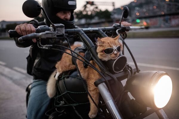 Tay đua mô tô và chú mèo hung trên chiếc xe ở Rio de Janeiro, Brazil - Sputnik Việt Nam