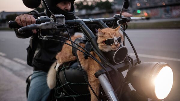 Tay đua mô tô và chú mèo hung trên chiếc xe ở Rio de Janeiro, Brazil - Sputnik Việt Nam