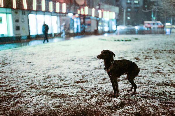 Một con chó dưới làn tuyết, quận Zyuzino. - Sputnik Việt Nam