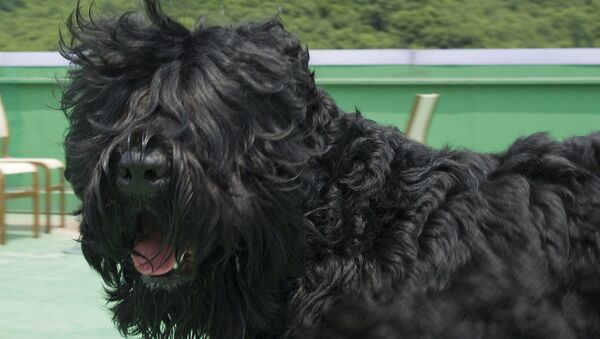 Con chó màu đen giống Terrier Nga - Sputnik Việt Nam