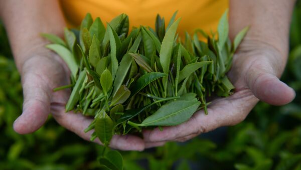 Phân loại trà lá ở huyện Khostinsky, Bolshoi Sochi. - Sputnik Việt Nam