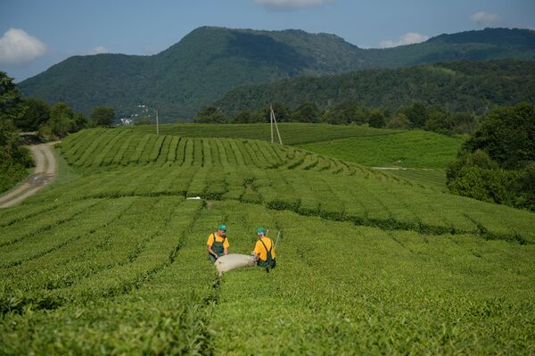 Thu hoạch trà Matsesta bằng phương tiện cơ giới ở huyện Khostinsky, Bolshoi Sochi. - Sputnik Việt Nam