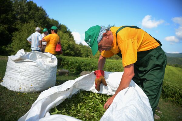 Phân loại trà lá ở huyện Khostinsky, Bolshoi Sochi. - Sputnik Việt Nam