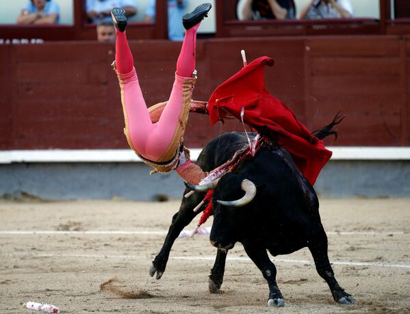 Con bò tót hung dữ húc đấu sĩ trong  cuộc trình diễn ở đấu trường Ventas bullring,  Madrid - Sputnik Việt Nam