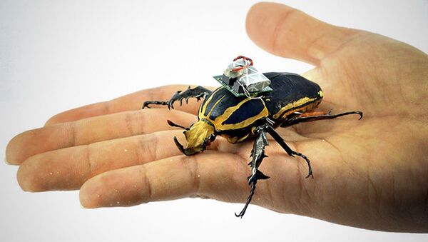 Ba lô điện toán đặc biệt dành cho những con bọ cánh cứng - Sputnik Việt Nam