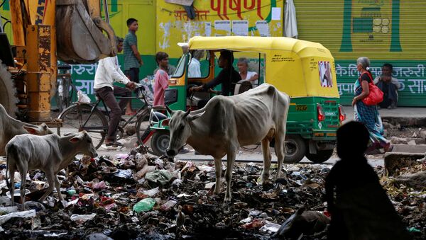 Коровы среди груды мусора в индийском городе Агра  - Sputnik Việt Nam