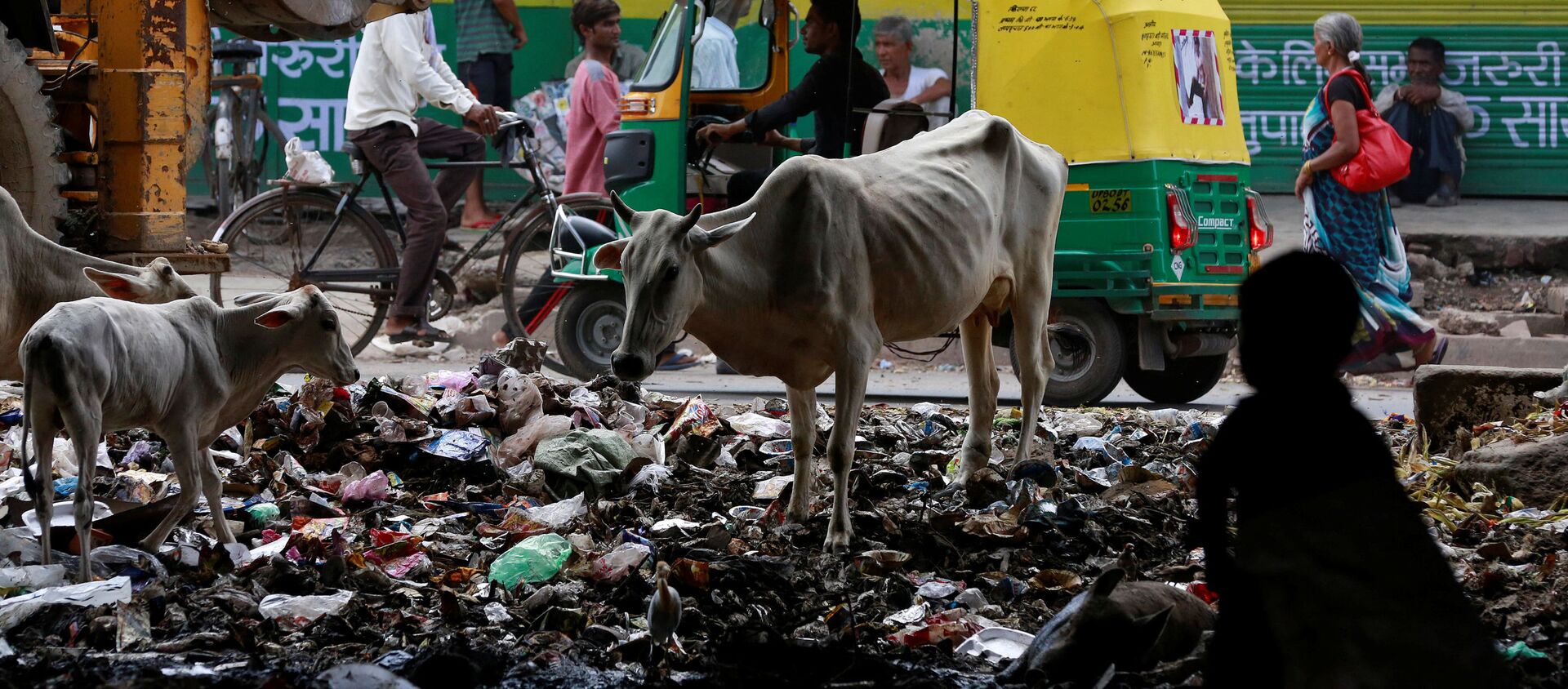 Коровы среди груды мусора в индийском городе Агра  - Sputnik Việt Nam, 1920, 14.01.2021