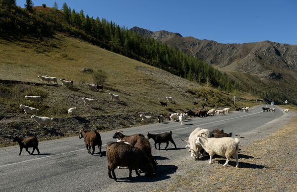 Đàn cừu và dê trên đường Chuiski, huyện Kosh-Agach, Cộng hòa Altai - Sputnik Việt Nam