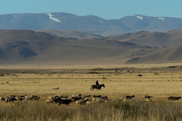 Người chăn cừu và dê trên thảo nguyên Chuya, huyện Kosh-Agach, Cộng hòa Altai - Sputnik Việt Nam