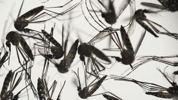 Sốt Zika - một bệnh truyền nhiễm cấp tính của khỉ đôi khi được truyền sang người do muỗi và có đặc trưng của bệnh sốt lành tính. - Sputnik Việt Nam