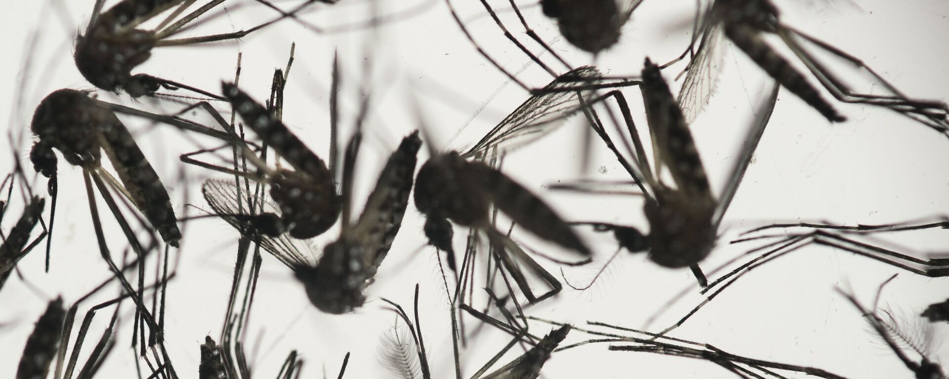 Sốt Zika - một bệnh truyền nhiễm cấp tính của khỉ đôi khi được truyền sang người do muỗi và có đặc trưng của bệnh sốt lành tính.  - Sputnik Việt Nam, 1920, 24.06.2022