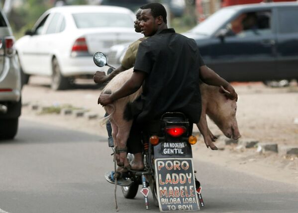 Chở lợn trên xe gắn máy ở Kinshasa, Congo - Sputnik Việt Nam