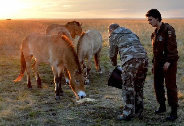 Tổng thống Nga Vladimir Putin tại nghi lễ thả sáu con ngựa Przevvề với thiên nhiên từ Trung tâm phục hồi ngựa Przevalski trong Khu bảo tồn thiên nhiên quốc gia «Orenburgsky» - Sputnik Việt Nam