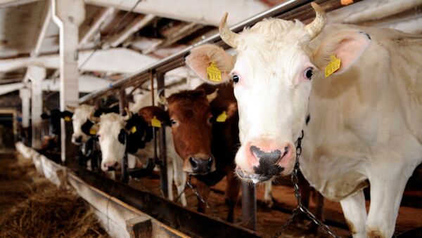 Trang trại bò sữa ở Latvia - Sputnik Việt Nam