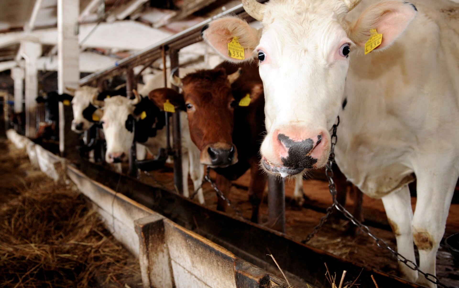Животноводческий сток. Коровы на ферме. Коровья ферма. Мясо молочное животноводство. Латвия скотоводство.