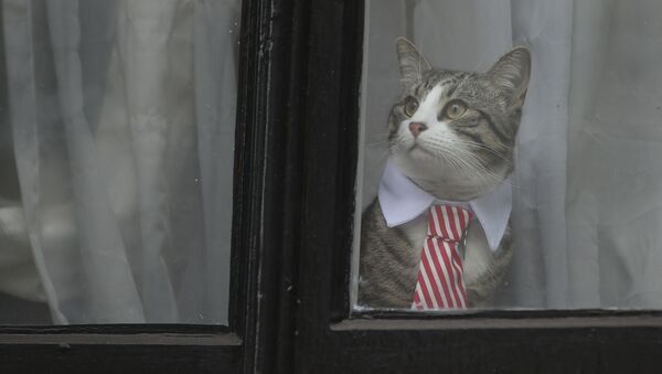 Mèo cưng của Julian Assange - Sputnik Việt Nam