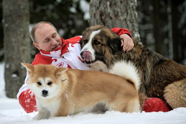 Tổng thống Nga Vladimir Putin với hai chó cưng Buffy và Yume đi dạo ở ngoại ô Matxcơva. - Sputnik Việt Nam