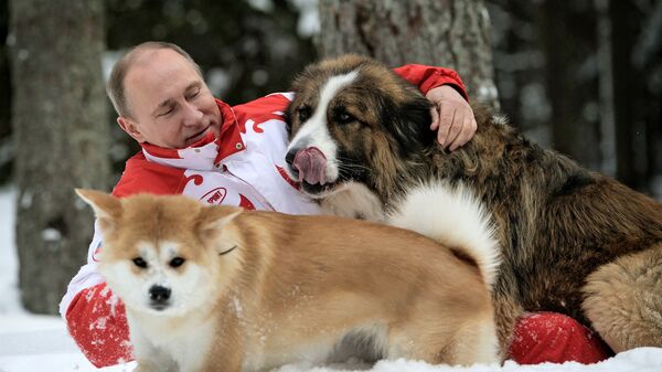 Tổng thống Nga Vladimir Putin với hai chó cưng Buffy và Yume đi dạo ở ngoại ô Matxcơva. - Sputnik Việt Nam