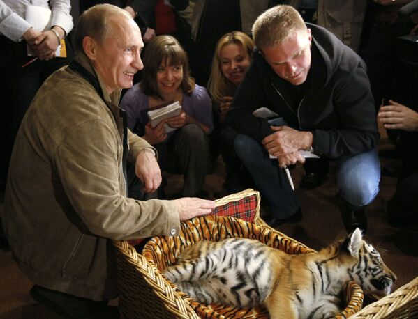 Thủ tướng chính phủ Nga Vladimir Putin giới thiệu các nhà báo con hổ con mà ông được tặng nhân dịp sinh nhật, ngày 7 tháng Mười năm 2008. - Sputnik Việt Nam