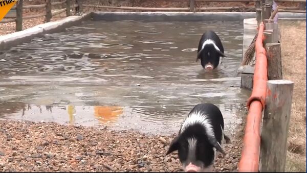 Một trại chăn nuôi Trung Quốc mỗi ngày đều cho lợn “tập thể dục” nhảy từ trên ván cao, bơi lội, chơi đù - Sputnik Việt Nam