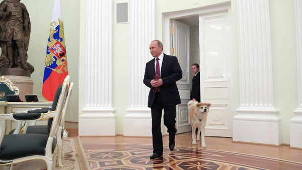 Tổng thống Nga Vladimir Putin với con chó Yume nòi Akita-Inu trước khi trả lời phỏng vấn với phóng viên Nhật - Sputnik Việt Nam