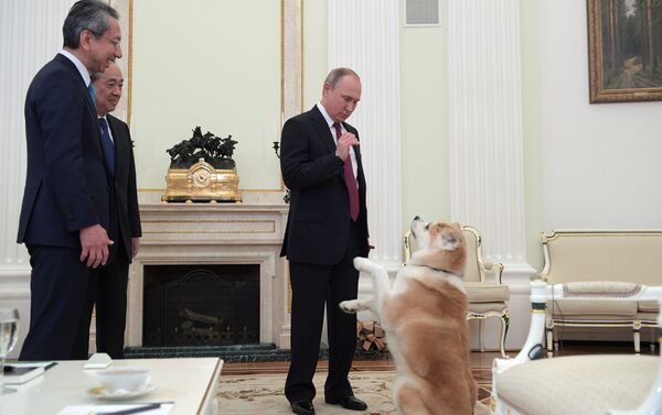 Tổng thống Nga Vladimir Putin với con chó Yume nòi Akita-Inu trước khi trả lời phỏng vấn với phóng viên Nhật Tổng thống Nga Vladimir Putin với con chó Yume nòi Akita-Inu trước khi trả lời phỏng vấn với phóng viên Nhật - Sputnik Việt Nam