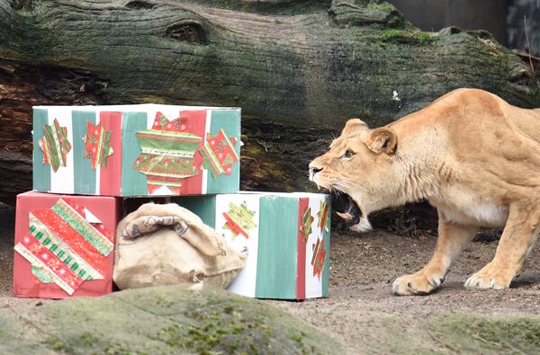 Lại là Đức. Sở thú Hamburg. Sư tử cái quyết định dùng răng nếm thử món quà tặng Giáng sinh. - Sputnik Việt Nam