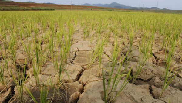 Hạn hán trên các ruộng lúa ở Bắc Triều Tiên - Sputnik Việt Nam