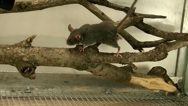 Chuột mù Việt Nam sống trong vườn thú Moskva có khả năng định vị bằng tiếng vang (Video) - Sputnik Việt Nam