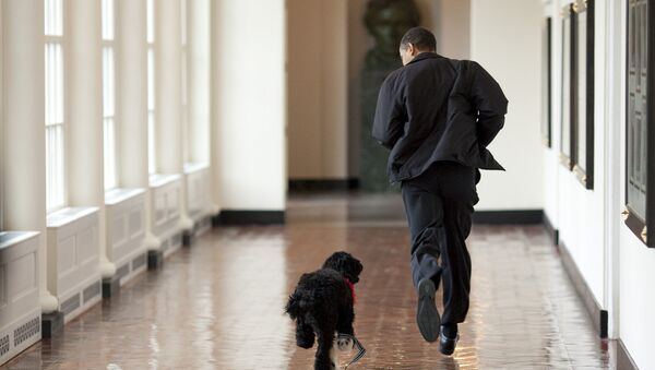 Chó cưng của nhà ông Barack Obama - Sputnik Việt Nam