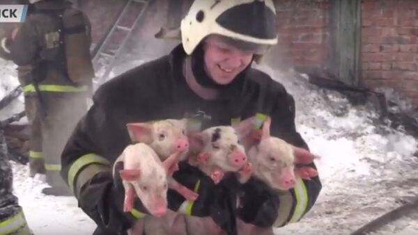 150 lợn con được bế ra khỏi trang trại bốc cháy - Sputnik Việt Nam