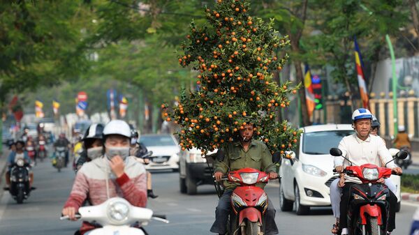 Vận chuyển quất đón Tết tại Hà Nội - Sputnik Việt Nam