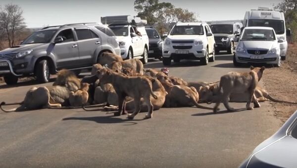 18 con sư tử đói đã tổ chức bữa picnic ngay giữa đường - Sputnik Việt Nam