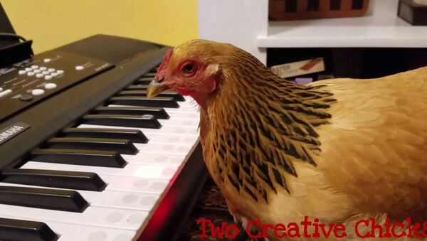 Patriotic Chicken Playing Keyboard Piano - Sputnik Việt Nam