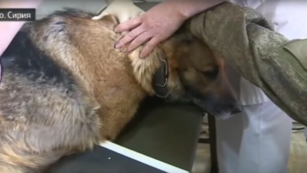 Chó đặc công là bệnh nhân đầu tiên của trung tâm y tế mới ở Aleppo - Sputnik Việt Nam