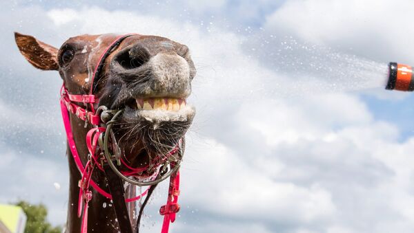 A horse gets a refreshing shower after taking part in a race during the derby week in Hamburg, northern Germany, on July 9, 2016 - Sputnik Việt Nam