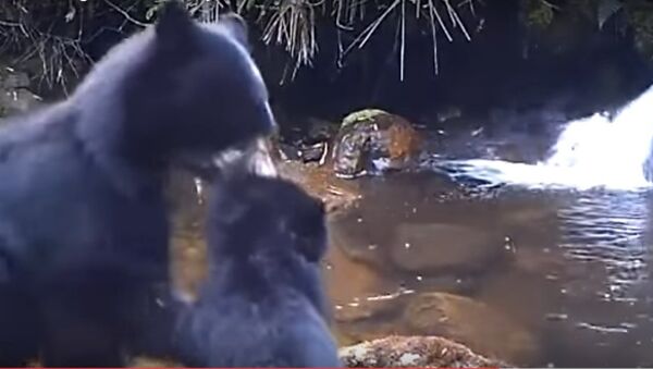 Gấu mẹ  bắt gấu con ngang bướng vượt sông - Sputnik Việt Nam