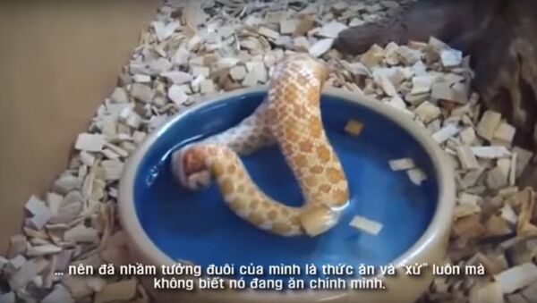 Vì sao loài rắn ăn đuôi “tự sát”? - Sputnik Việt Nam