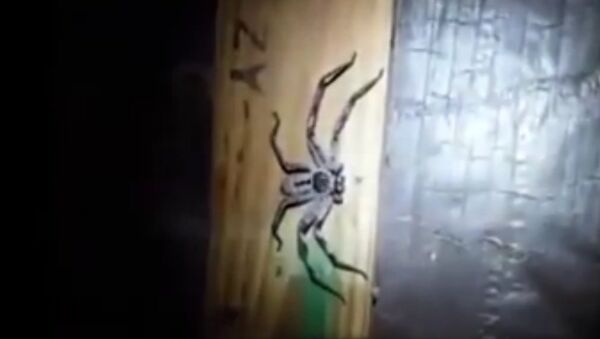 ENORMOUS huntsman spider lurking in dark corner as 100 newborn babies hatch from eggs - Sputnik Việt Nam