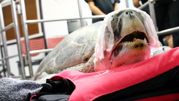 25-летняя зеленая морская черепаха Осмин после операции по извлечению монет из ее желудка - Sputnik Việt Nam