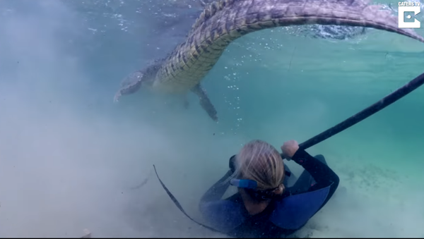 Bơi cùng cá sấu khổng lồ (Video) - Sputnik Việt Nam