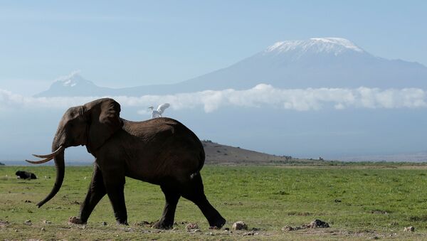 Kenya. Con voi trong công viên quốc gia Amboseli, phía sau là núi Kilimanjaro. - Sputnik Việt Nam
