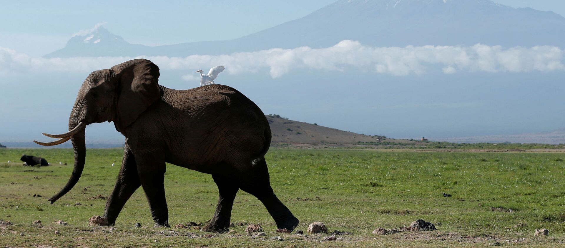 Kenya. Con voi trong công viên quốc gia Amboseli, phía sau là núi Kilimanjaro. - Sputnik Việt Nam, 1920, 11.08.2021
