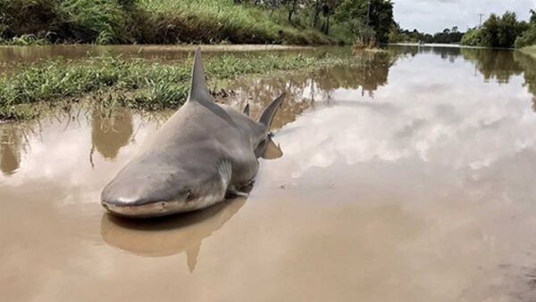 Xác con cá mập bò bị cơn bão Debbie cuốn vào đất liền. - Sputnik Việt Nam