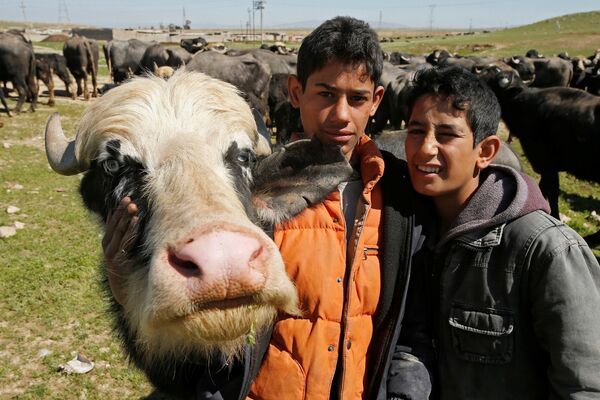 Iraq. Nông dân phải rời làng do chiến sự đang trở về tìm trâu bò - Sputnik Việt Nam