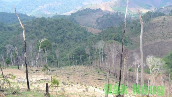 Việt Nam: Bắt cựu Giám đốc để mất hàng nghìn hec-ta rừng - Sputnik Việt Nam